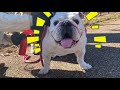 ブルドッグbulldogの八十助♡大きな公園へ行く！！