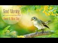 HAPPY MORNING MUSIC - Wake Up Happy & Positive Energy - Soft Birds Singing For Soothing Relaxation