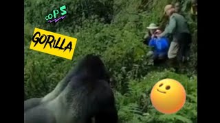 Animal Attacks On Human 2024 | Wild Animal Videos | 2024 Encounters | Safari Moments