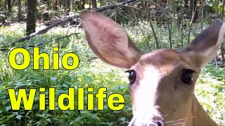 Wildlife of Ohio:   Short clips