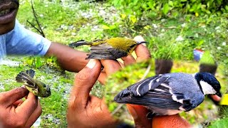 mikat burung sogon malah dapat burung gelatik batu alhamdulillah