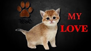 Смешные Коты 2019 Кошки 2019 Приколы Funny Cats #25 Котята lol cube Woc