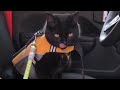 Cat loves car rides!!?