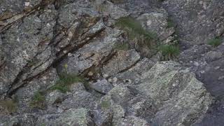 Wallcreeper (Tichodroma muralia), Rila