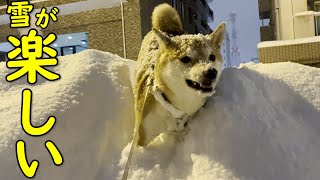 【かわいい】雪山があったら登りたくなる柴犬が可愛い