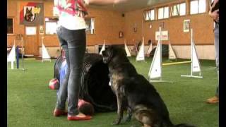 HalloHund TV - Agility