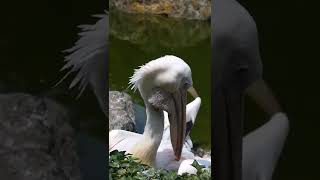 The Longest Beak Of Wild Bird #beakid #قصص #waterbirds #marabou