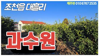 제주시조천읍대흘리 대흘초등학교 인근 과수원 858평,2029평 두개 따로따로 매매