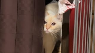 大好きな猫の近くで寝たいのか？なかなか寝ない猫だけど日付が変わるころには可愛い姿を見せてくれました