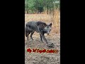 my 1st coyote **rare color phase** shorts trapping