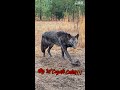 my 1st coyote **rare color phase** shorts trapping