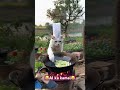 😂cat cooking 😂 trending viralvideo viralshorts youtubeshorts cat