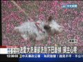 【中天】5 15 送愛犬洗澡卻洗到下巴斷掉　飼主心疼