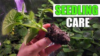 Seedling Care And Health - A Definitive Guide