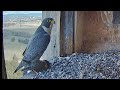 Where are you Diamond prey for you | FalconCam Project | Aug 10, 2024