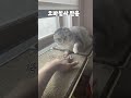 이중인격고양이 언니집사 오빠집사 반응차이 ㅋㅋㅋ cat 브금대통령 🎵https youtu.be uguvt0i wz4