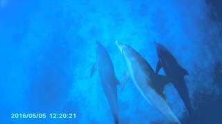 小笠原ドルフィンスイム　Dolphin swim in Ogasawara 2