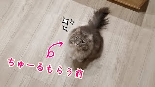 ちゅーるもらう時と食べた後で態度が180度違う猫がこちらです…【サイベリアンのラフィ#159】