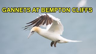 Gannets at Bempton Cliffs