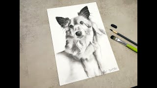 Speed drawing | My Dog Daphne |  Realistic? Charcoal and Graphite pencils | 3d art | #4