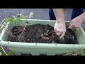 planter cultivation with sweet potatoes bought at the supermarket part 2 planting and harvesting