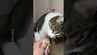 Коли це робить наймиліше створіння 🥰❤️ #cat #funny #comedy