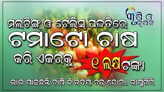 ମଲଚିଙ୍ଗ୍ ଓ ଟେଲିସ୍ ପଦ୍ଧତିରେ ଟମାଟୋ ଚାଷ