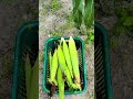 Fortune of farmers 🧑‍🌾🧑‍🌾🧑‍🌾🧑‍🌾 #livinghealthy #growyourownfood