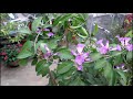 how to grow garlic creeper in pot with all care tips