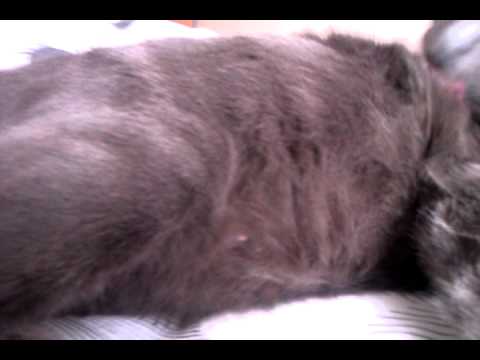 My cat, 5 months old and pregnant! (5 weeks) My cat, 5 months old and pregnant! (5 weeks)