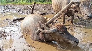 Kerbau Tidur Setelah Membajak Sawah, Suasana Alam Pedesaan | Buffalo Sleeping in the Rice Field