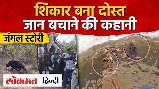 Madhya Pradesh Pench Tiger Reserve मुसीबत में दोस्त बने Tiger और जंगली सूअर | AG