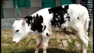 Brac 183 Male calf ব্রাক ১৮৩ বুলের ষার বাছুর।