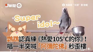 鸚鵡勤練《熱愛105°C的你》　唱一半突喊阿彌陀佛秒歪樓｜寵物動物｜鳥界歌后｜精選影片