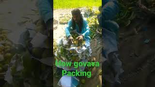 how govava is picked-up and packedPicking of guavas by hand