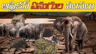 African | Elephant Migration | Facts | You Need to Know! in telugu by M.M.krishna