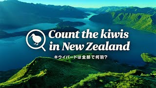 【数を数えてオリジナルぬいぐるみを当てよう！】Count the kiwis in New Zealand - キウイバードは全部で何羽？