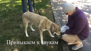 Дрессировка.Страх собак.С Вами Севостьянова Наталья