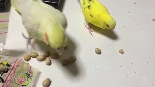 インコの豆まき⁉︎⁉︎