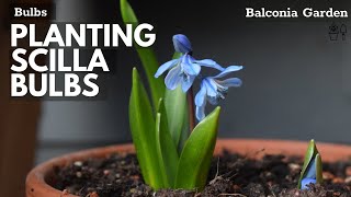 How To Plant Scilla Bulbs (Siberian Squill) In Pots Or Containers 🌿 Balconia Garden