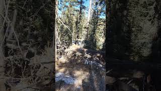 1/27/25 hike Arizona #nature #hiking #mountains #video #January #forest #trees