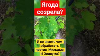 Виноград готов? Чем обработать против болезней?