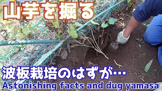 驚愕の事実、山芋を掘ったのに自然薯みたいになってた…波板栽培結果発表 Astonishing fact, it was like Naturoto though I digged yamasa