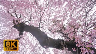 4K 8K Sakura in the Rain, Koshu-City, Yamanashi 2022