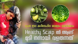 Healthy Scalp ൽ ആണ് നന്നായി മുടി വളരുന്നത്. പേര ഇല കറി വേപ്പില വെള്ളം ഉണ്ടാക്കാം.#healthyscalp