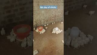 8th day of boiler chick's #birds #boilerchicken #chicken #beefarm #boiler #meatandpoultry #video