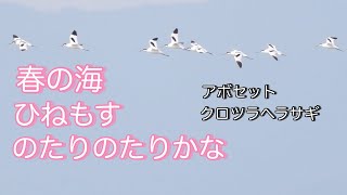 春の海を飛び交う優雅な水鳥アボセット［Avocet］。クロツラヘラサギ［Black-faced spoonbill］の飛翔もご覧ください。