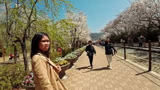 South Korea - Jinhae Cherry Blossom - March 2024