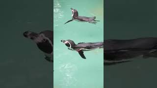 ［Penguin］ペンギン千葉市動物公園（2022年8月）#shorts