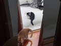 the cat that insists on going outside in winter music funny mycatchannel cat catchannel